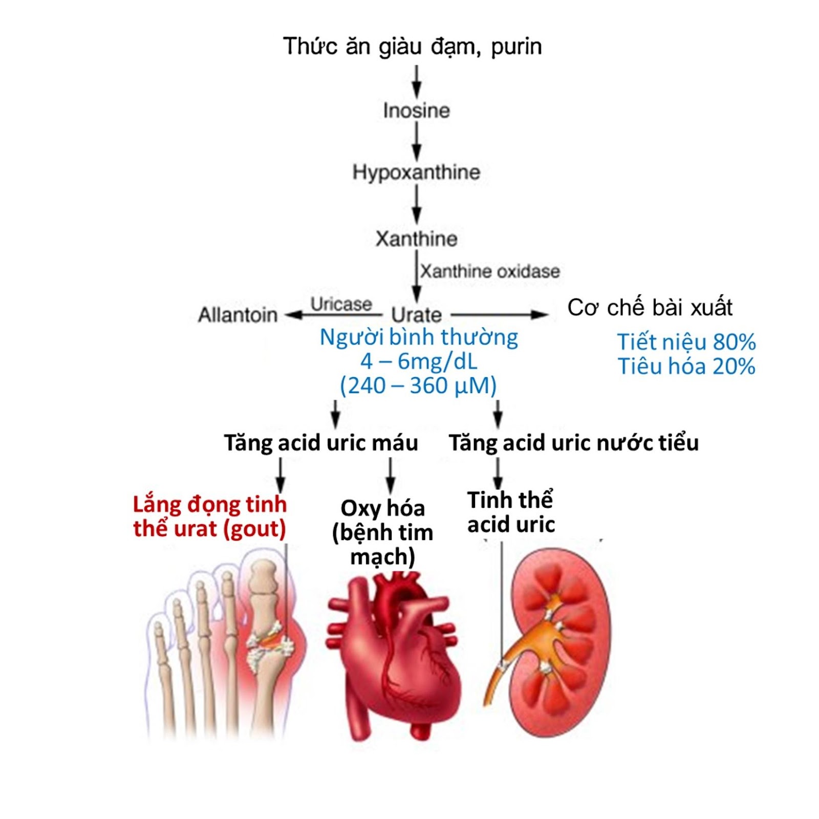 Chỉ số acid uric trong máu tăng cao phải làm sao?Mách bạn cách đơn giản giảm acid uric trong máu nhanh nhất