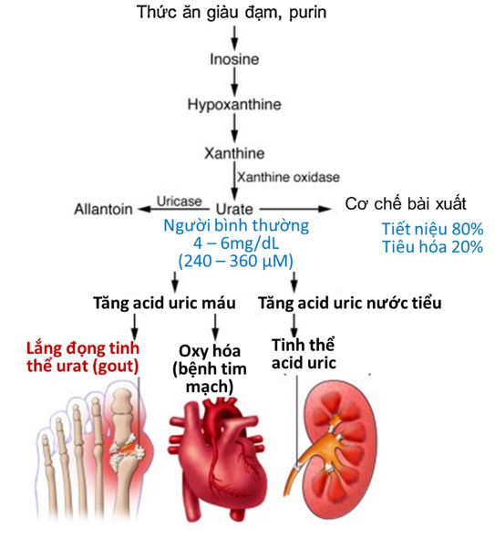 Acid uric cao có nguy hiểm không? 