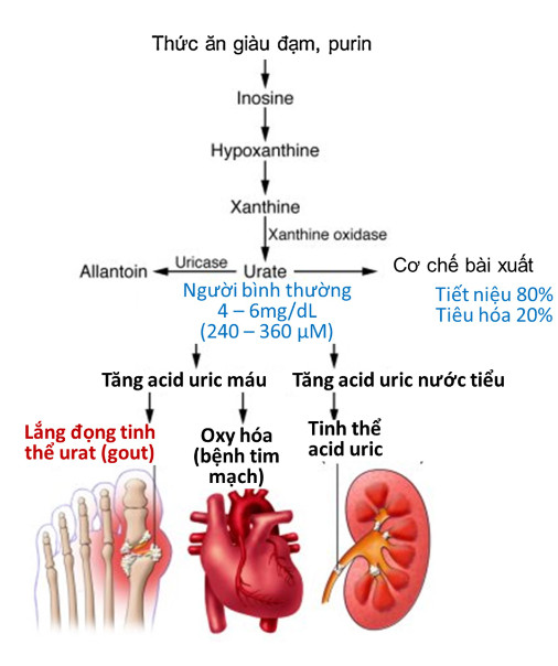 cách hạ acid uric