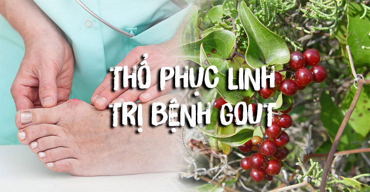 Chữa bệnh gút bằng Thổ phục linh - Thảo dược giảm viêm, đau nhức và sưng khớp